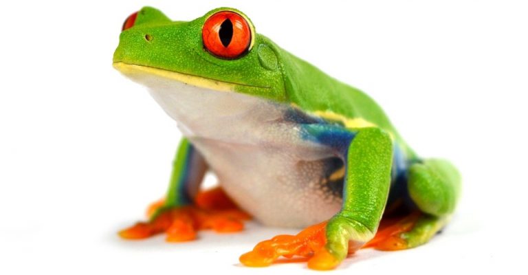 How_a_tree_frog_influences_the_tyres_you_use